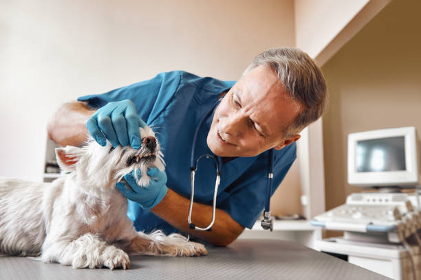 Best Emergency Wisdom Teeth Removal in Holmen, WI